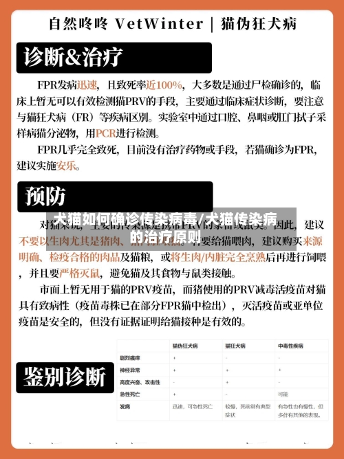 犬猫如何确诊传染病毒/犬猫传染病的治疗原则