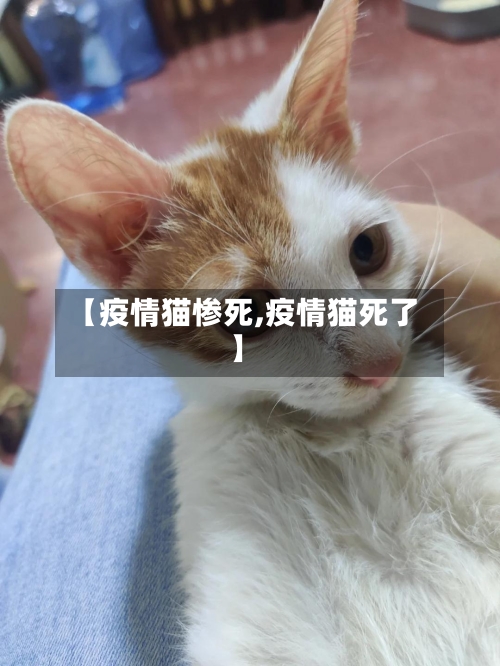 【疫情猫惨死,疫情猫死了】