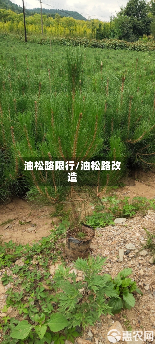油松路限行/油松路改造