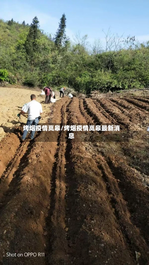 烤烟疫情岚皋/烤烟疫情岚皋最新消息