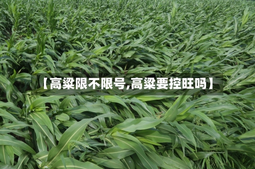 【高粱限不限号,高粱要控旺吗】